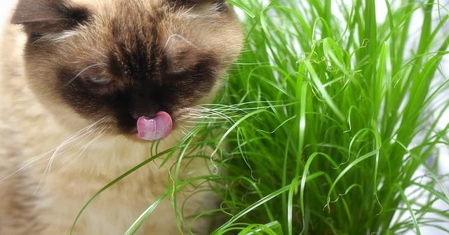 chat avec une plante